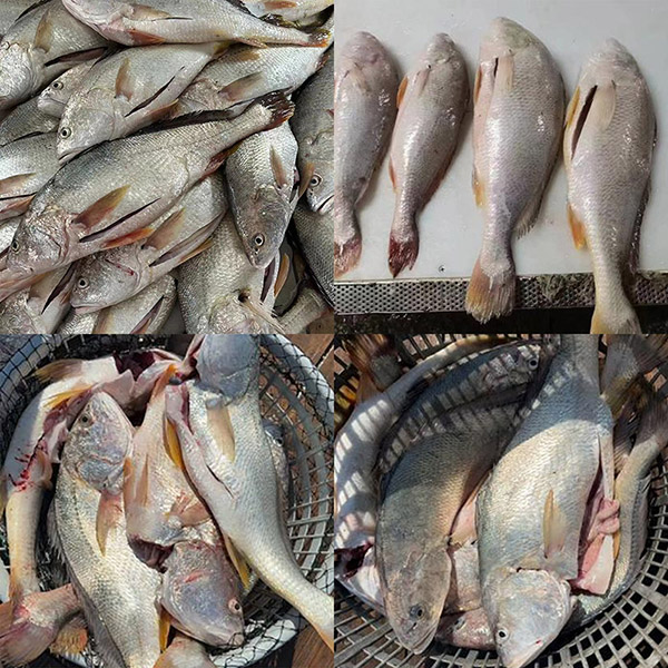 Fresh Frozen White Croaker kibelezve