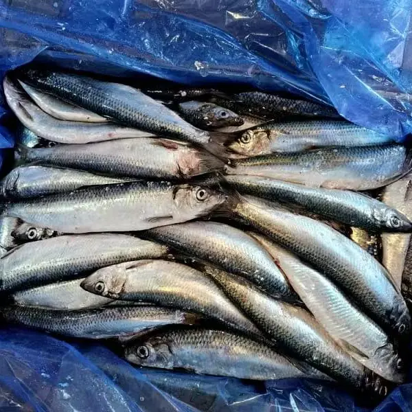 Fagyasztott hering egész körben