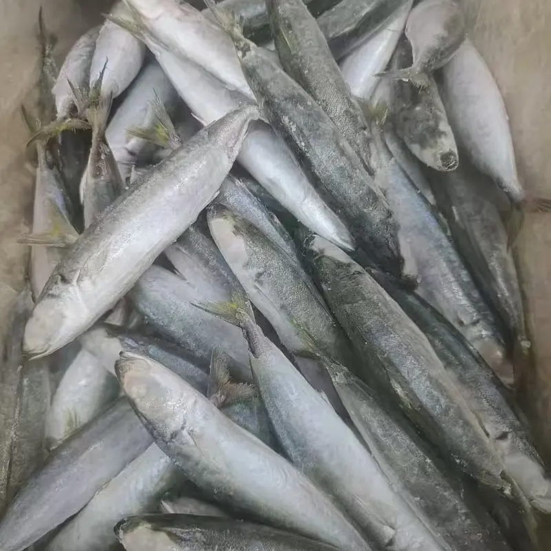 Frozen Layang scad egész körben