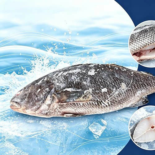 Tápláló Frozen Brown Croaker kibelezett
