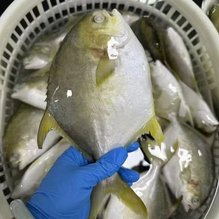 Prémium Frozen Golden Pomfret