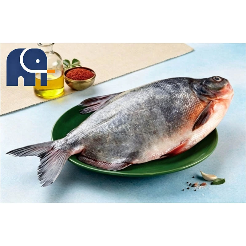 Prémium fagyasztott piros pomfret egész körben