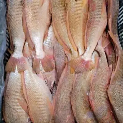 Prémium Frozen Yellow Croaker teljes kör