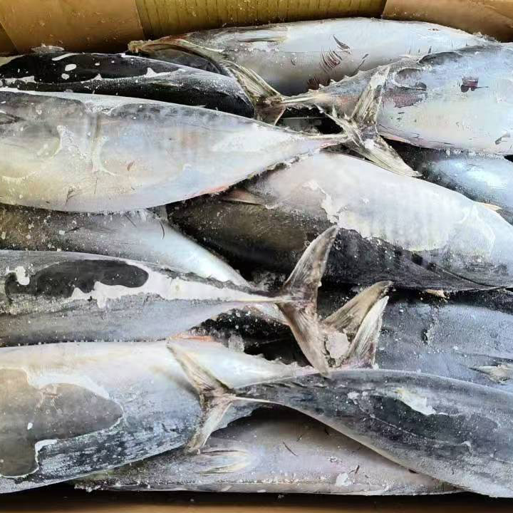 Tengeri fagyasztott Bonito tonhal egész körben